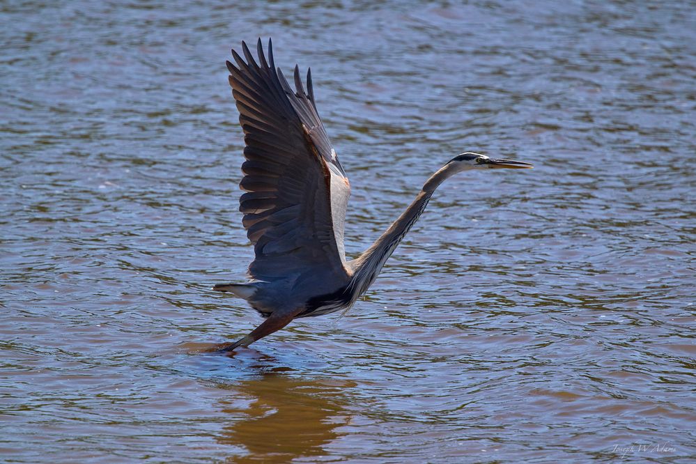 Shot with RF 100-500mm