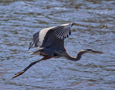 Gray Egret airborne 1.jpg