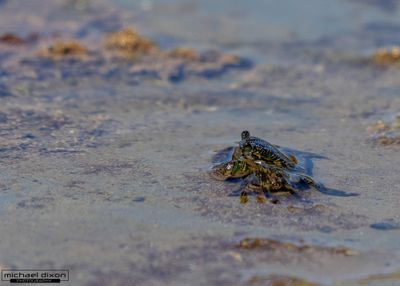 tide_pool_san_pedro_25_05_18_L0A4079-Enhanced-NR.jpg