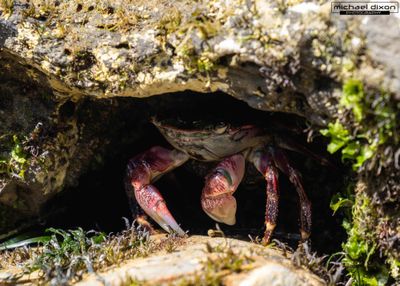 tide_pool_san_pedro_25_05_18_L0A3900-Enhanced-NR.jpg