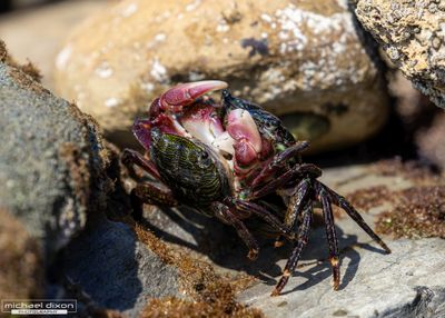tide_pool_san_pedro_25_05_18_L0A4006-Enhanced-NR.jpg