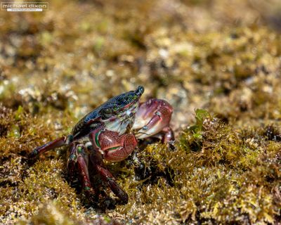 tide_pool_san_pedro_25_05_18_L0A3870-Enhanced-NR.jpg