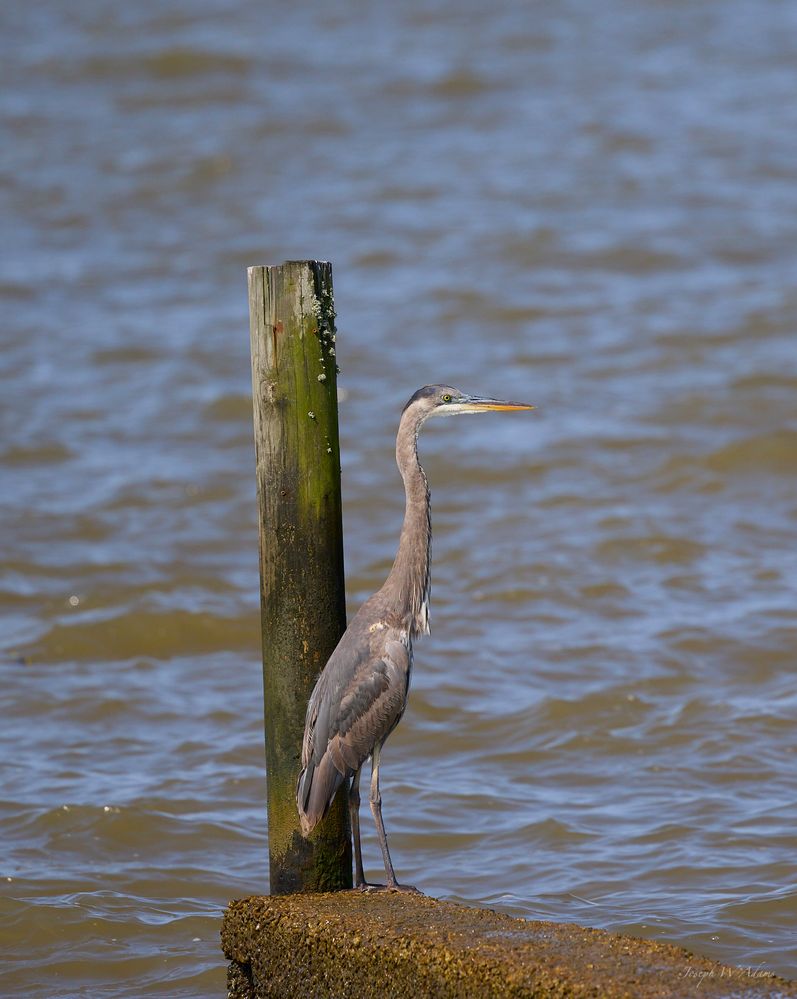 R5 200-800mm