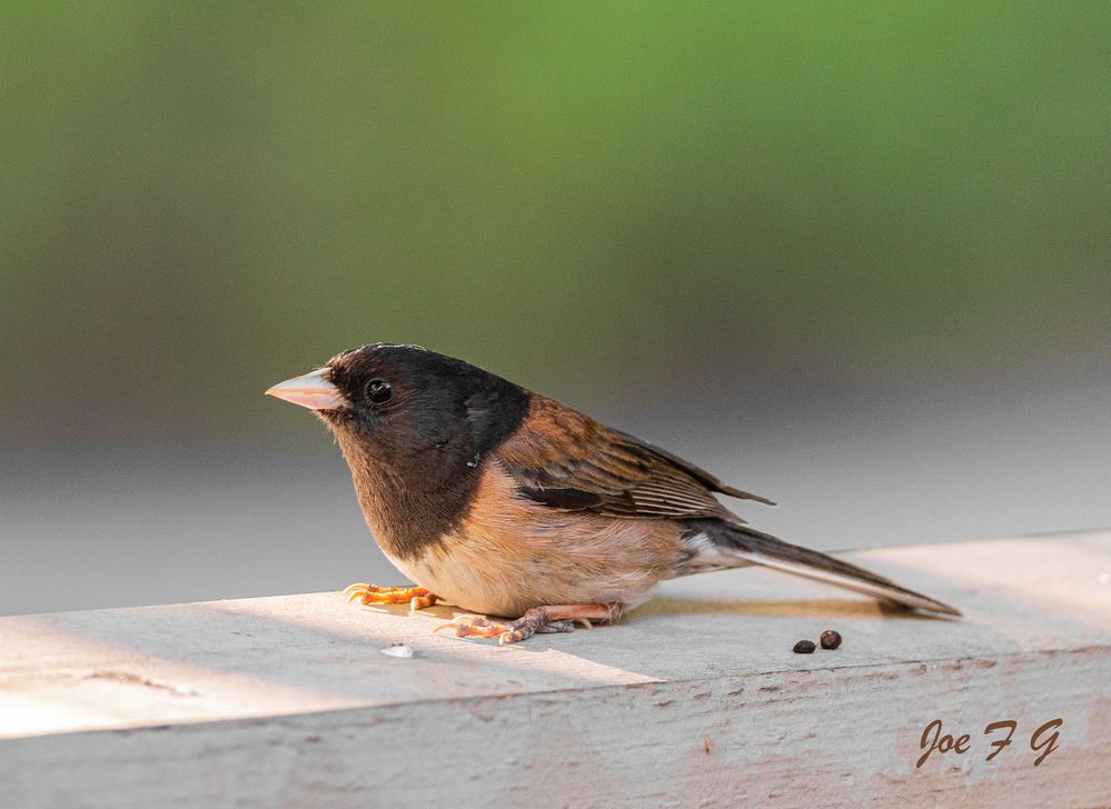 Baby Junco   R5 Mark II   RF200-800mm f6.3-9 IS USM  Handheld