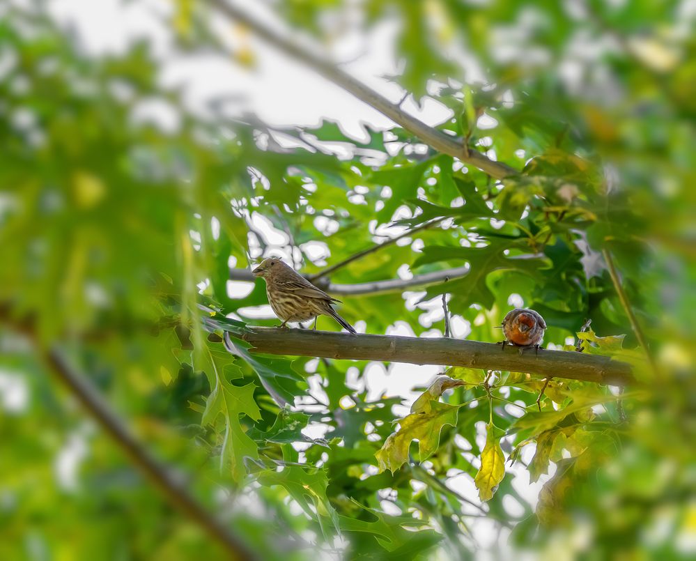 Female and Male House Finches  R5 Mark II   RF200-800mm f6.3-9 IS USM   Handheld