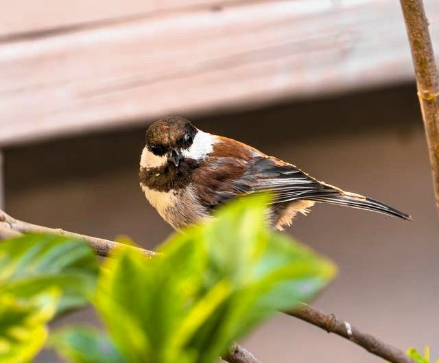 Adult Chickadee   R5 Mark II   RF200-800-mm f6.3-9 IS USM   Handheld