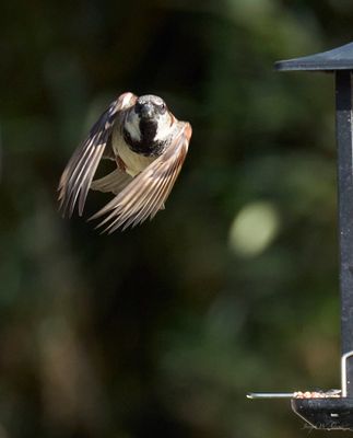 Birds in flight 7.jpg