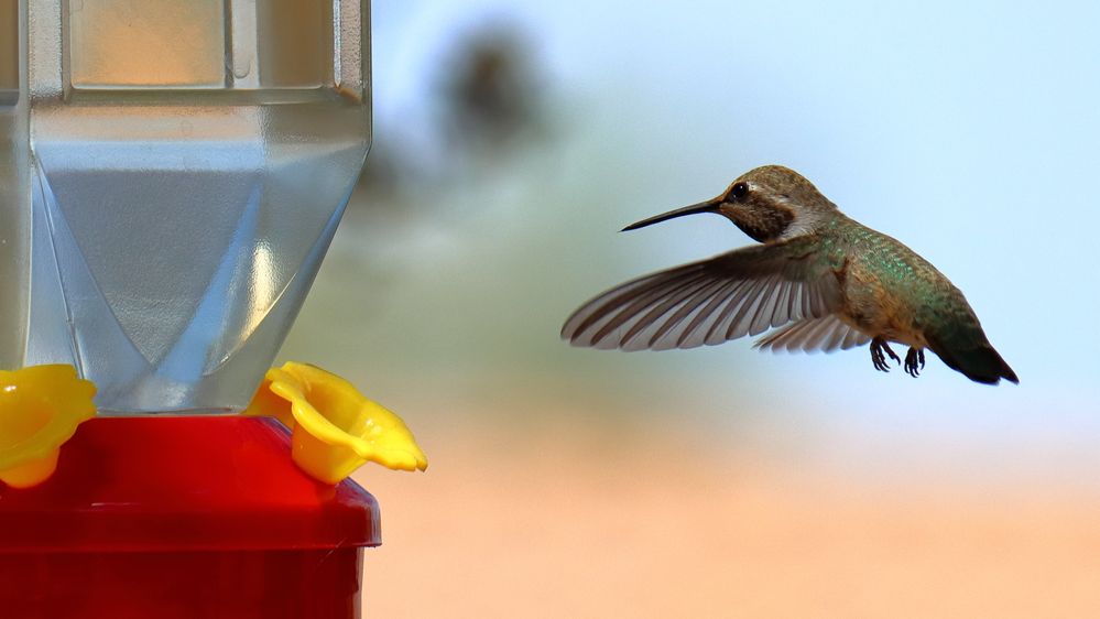 EOS 90D, EF-S 55-250 IS II, f8 @ 1/1,250th sec, ISO 320 (cropped)