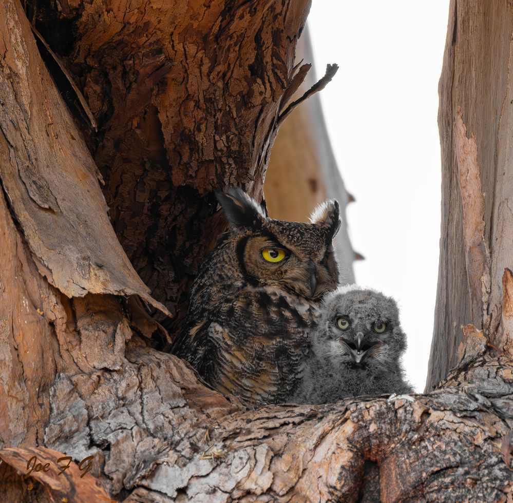 Long-eared Owl and her Owlet   R5 Mark II  &  RF200-800mm f6.3-9 IS USM   Handheld