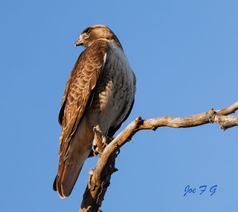 Peregrine scouting for food  R5 Mark II & RF200-800mm f6.3-9 IS USM