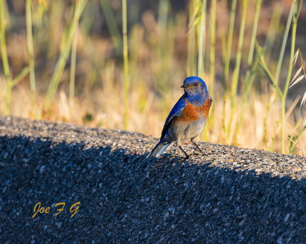 Western Bluebird  R5 Mark II & RF200-800mm f6.3-9 IS USM