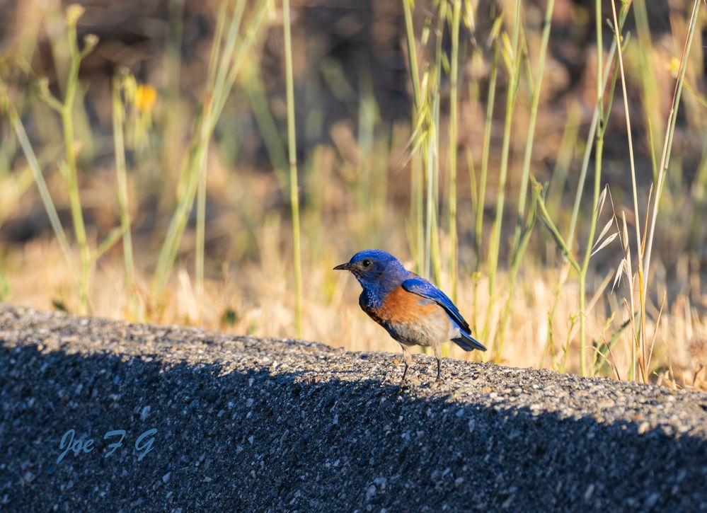 Western Bluebird  R5 Mark II & RF200-800mm f6.3-9 IS USM