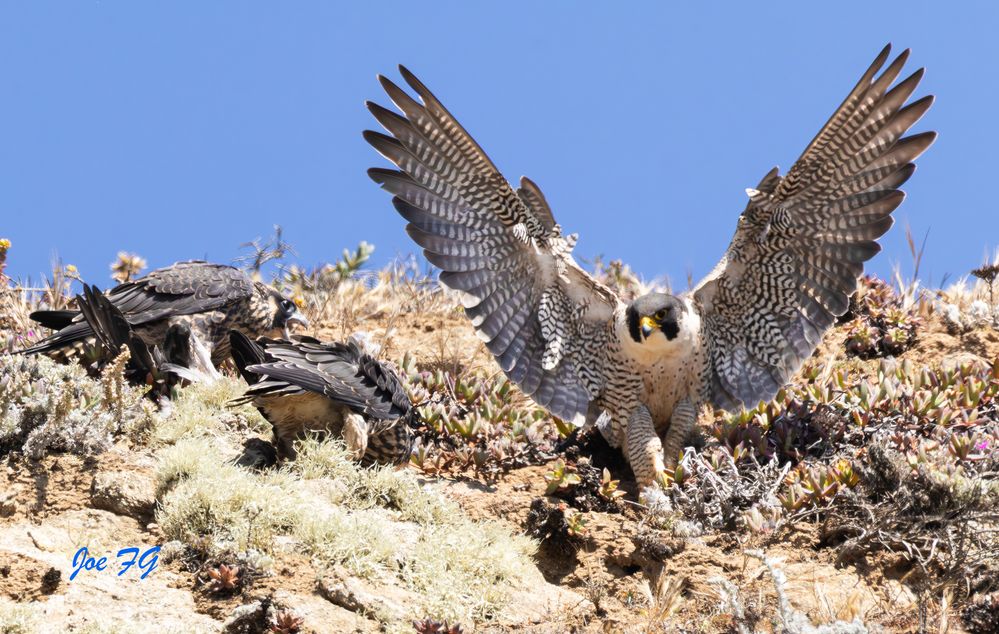 Peregrine taking off   EOS R% Mark II & RF200-800mm f6.3-9 IS USM   Handheld