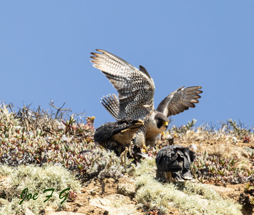 Pedegrine feeding her young ones   EOS R5 Mark & RF200-500mm f6.3-9 IS USM   Handheld