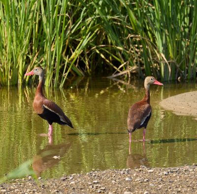 Black bellied duck 11.jpg