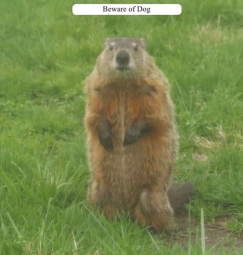 groundhog.jpg