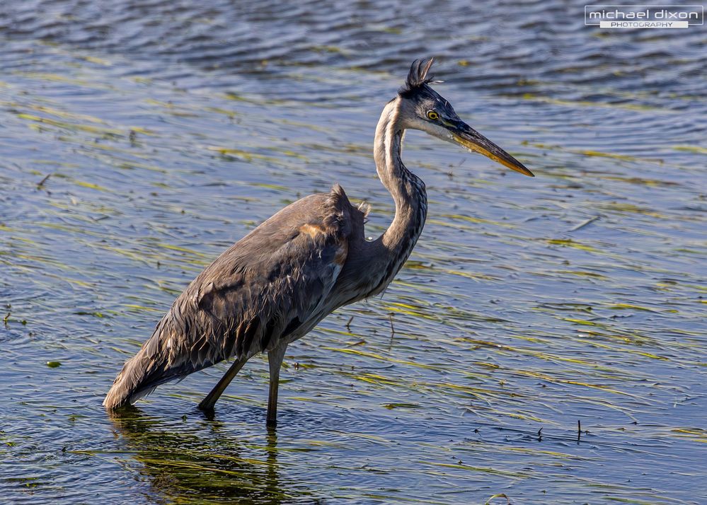 heron_great-blue_sepulveda_25_04_20_L0A9717-Enhanced-NR.jpg