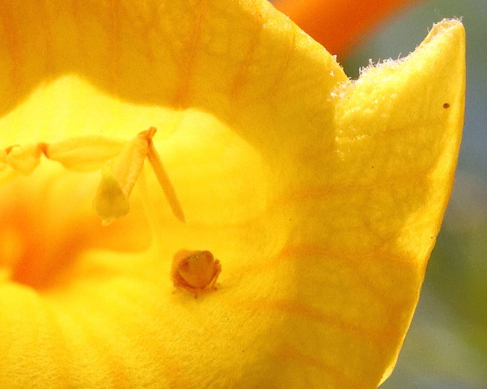 EOS 90D, EF-S60mm f2.8 USM Macro, f10, 1/640th sec, ISO 800 (cropped)