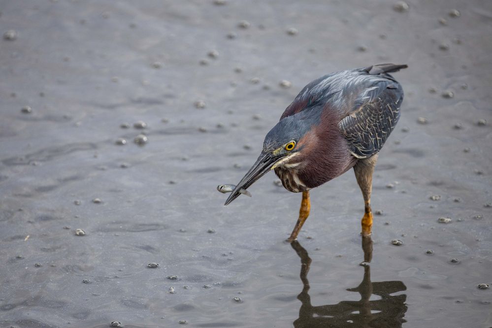 Green Heron,, 707mm, 1/1000, f10, ISO 800