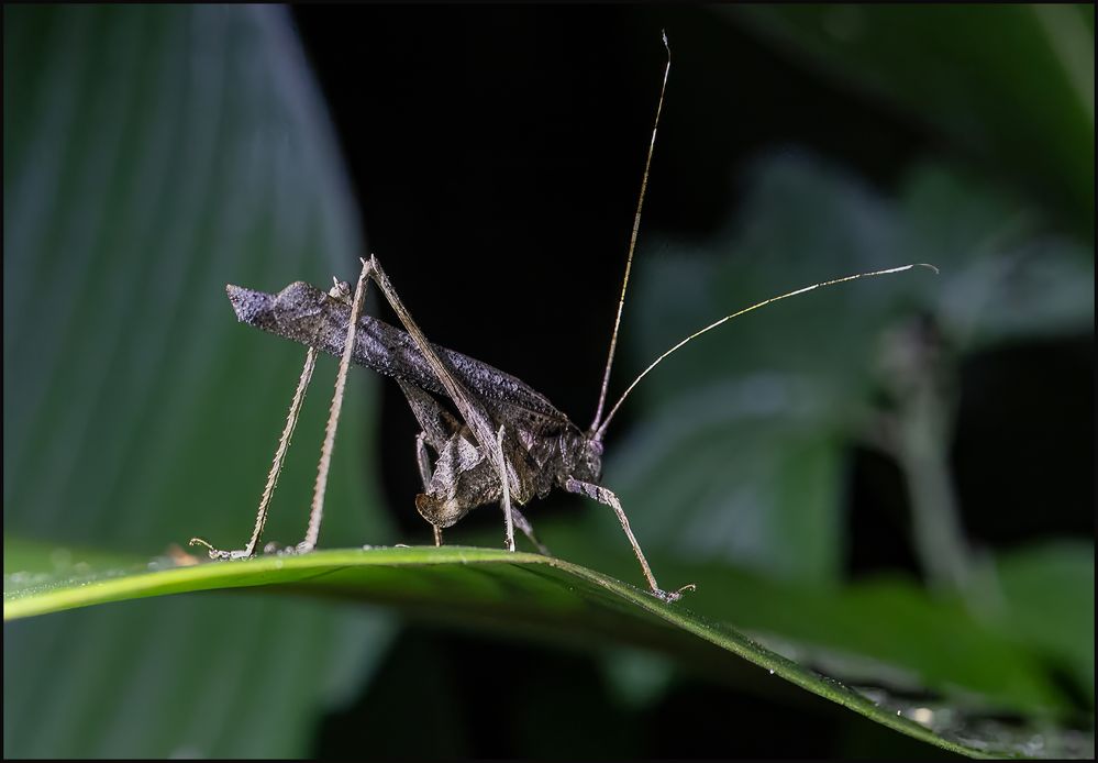 Western Bush Katydid.jpg