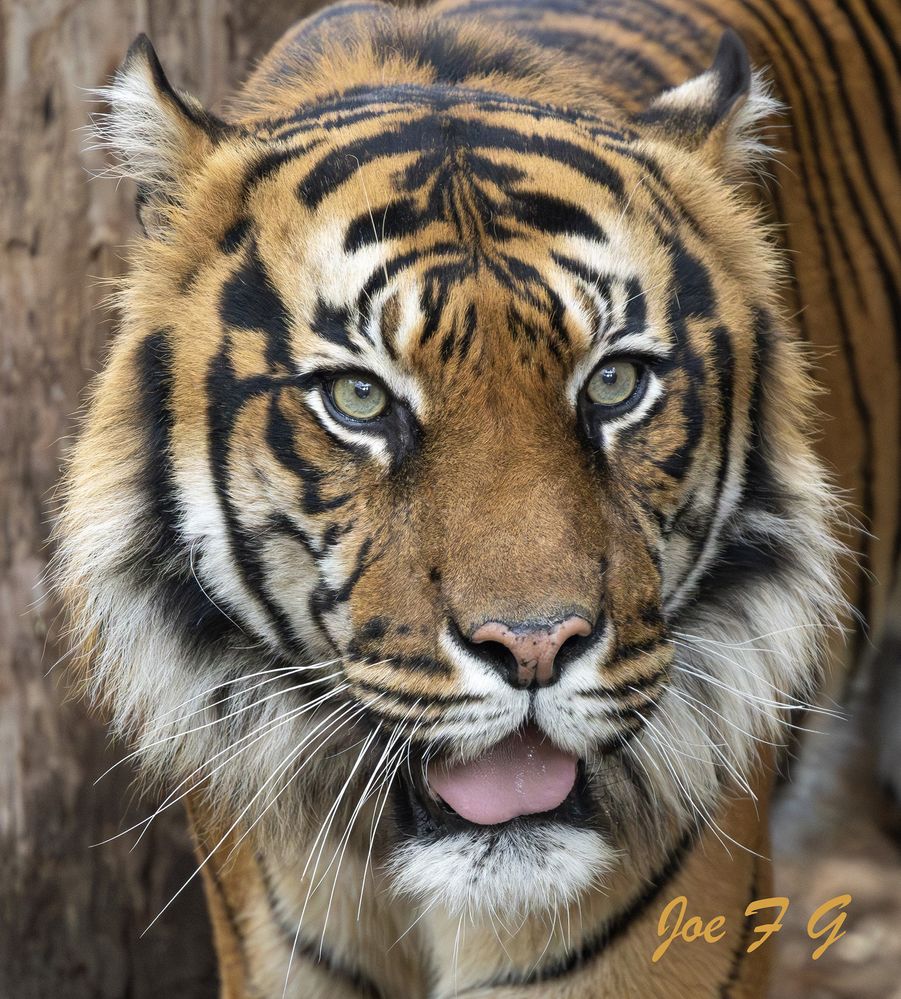 Sumatran Tiger  R6 Mark II   Sigma150-600mm f3-6.3 dg