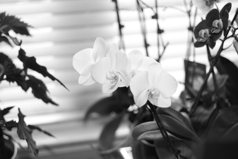 Tv: 1/250th sec, Av: F/1.8, ISO 160