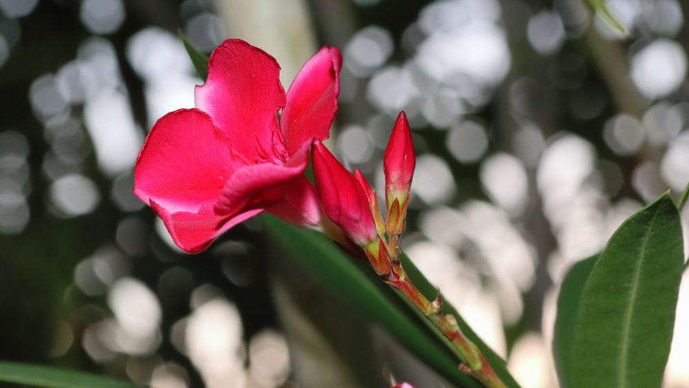 Canon EOS 90D, EF-S60mm f2.8  macro, 430EX Speedlite