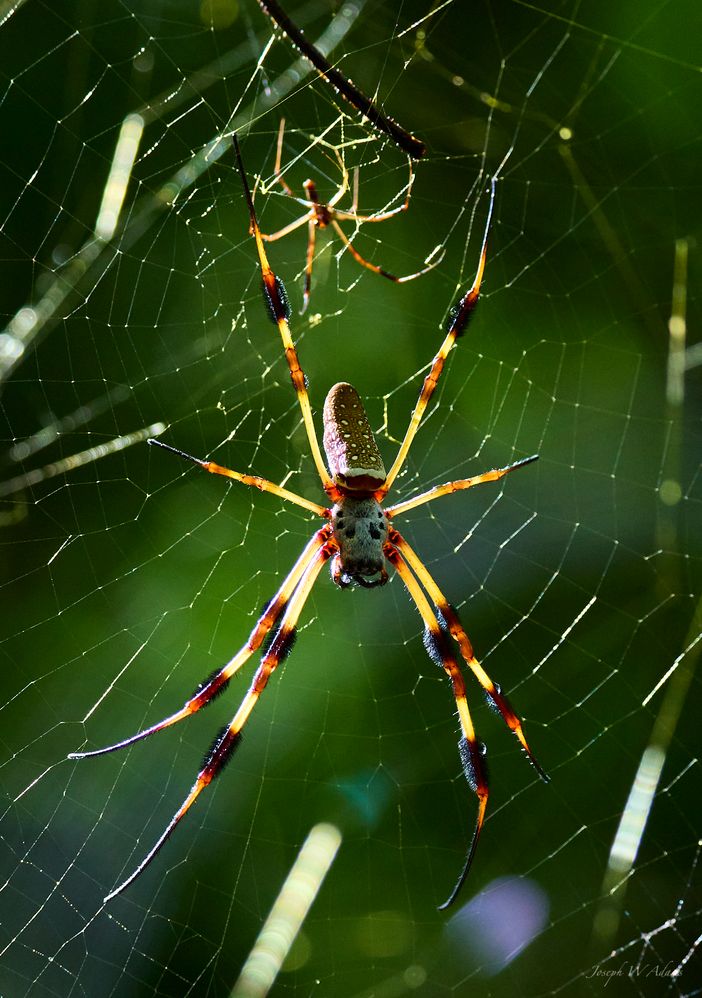 Spider in Web 2.jpeg