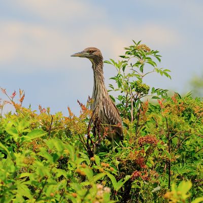 amer bittern in bush.JPG