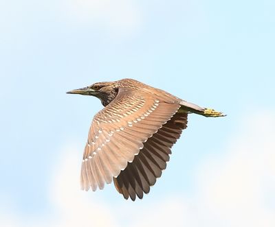 amer bittern wing down.JPG