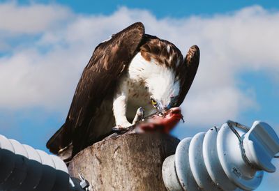 Osprey having lunch.jpg
