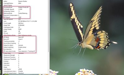 Butterfly-1a.jpg