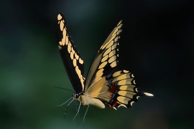 Giant Swallowtail FLY-1a.JPG
