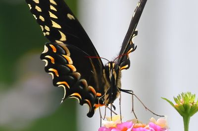 Palamedes Swallowtail-4Sa.jpg