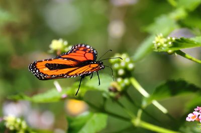 Monarch Butterfly FLY-02Sa.jpg