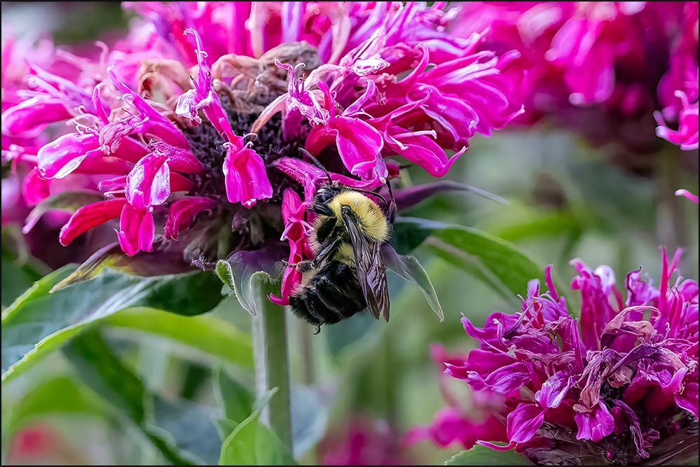 4718_Bumble.jpg