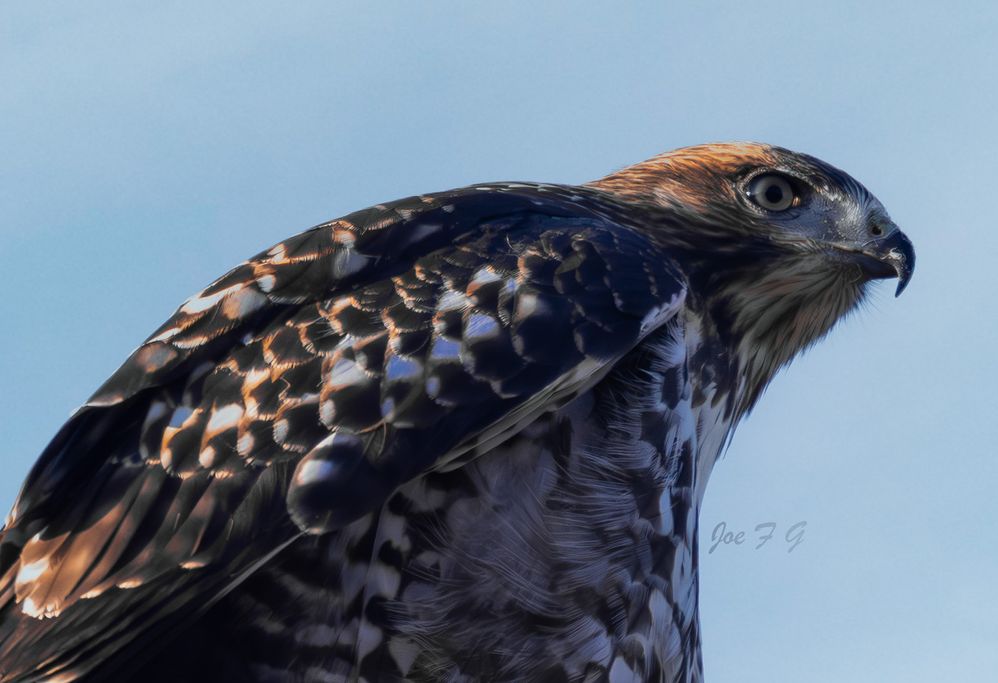 Peregrine Falcon  R5 Mark II  RF200-800mm f6.3-9 IS USM  7-6-2025