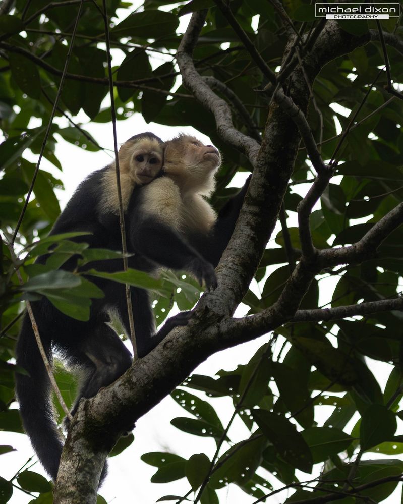 monkey_capuchin_red-frog-beach_25_06_26_L0A5632.jpg