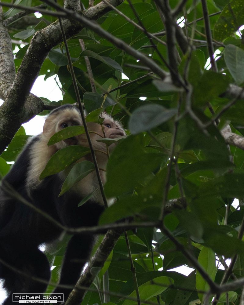 monkey_capuchin_red-frog-beach_25_06_26_L0A5613.jpg