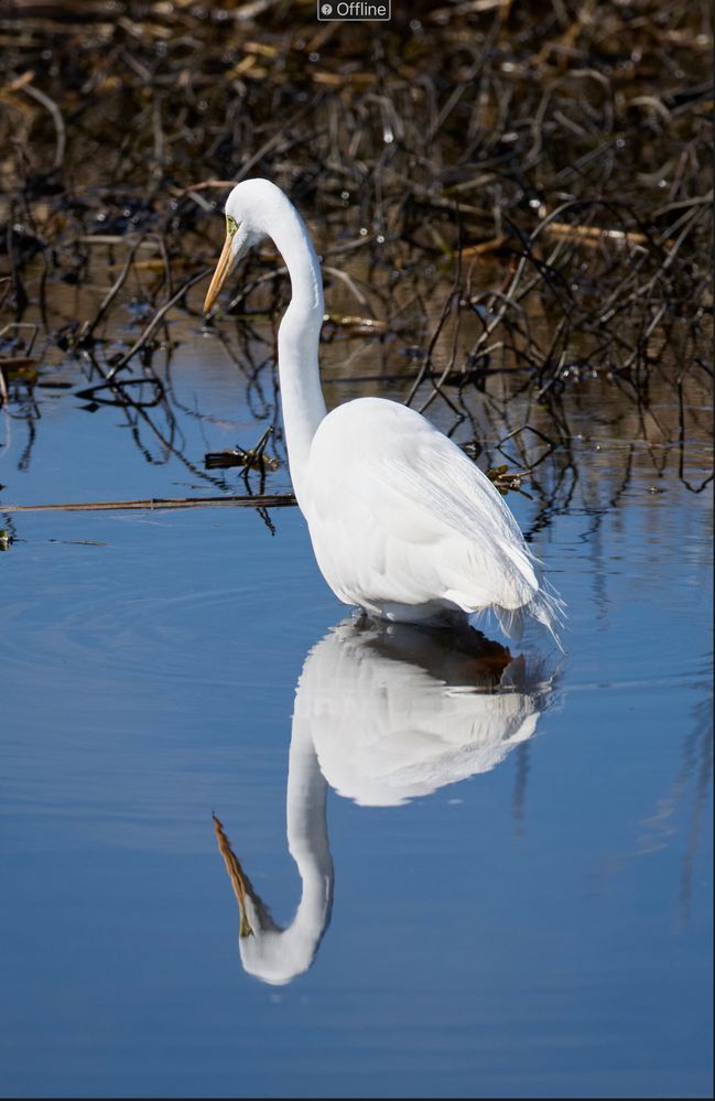 White Egret