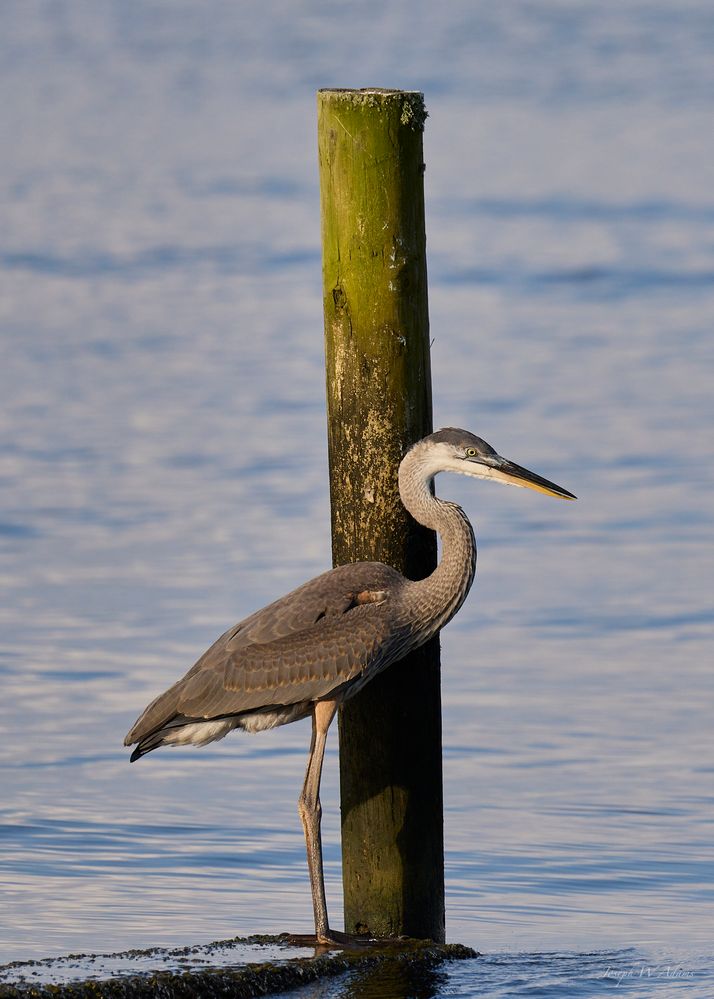 Looking for a fish