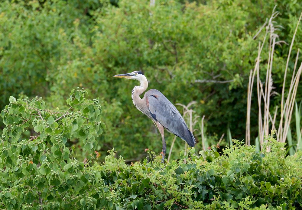 Gray Egret