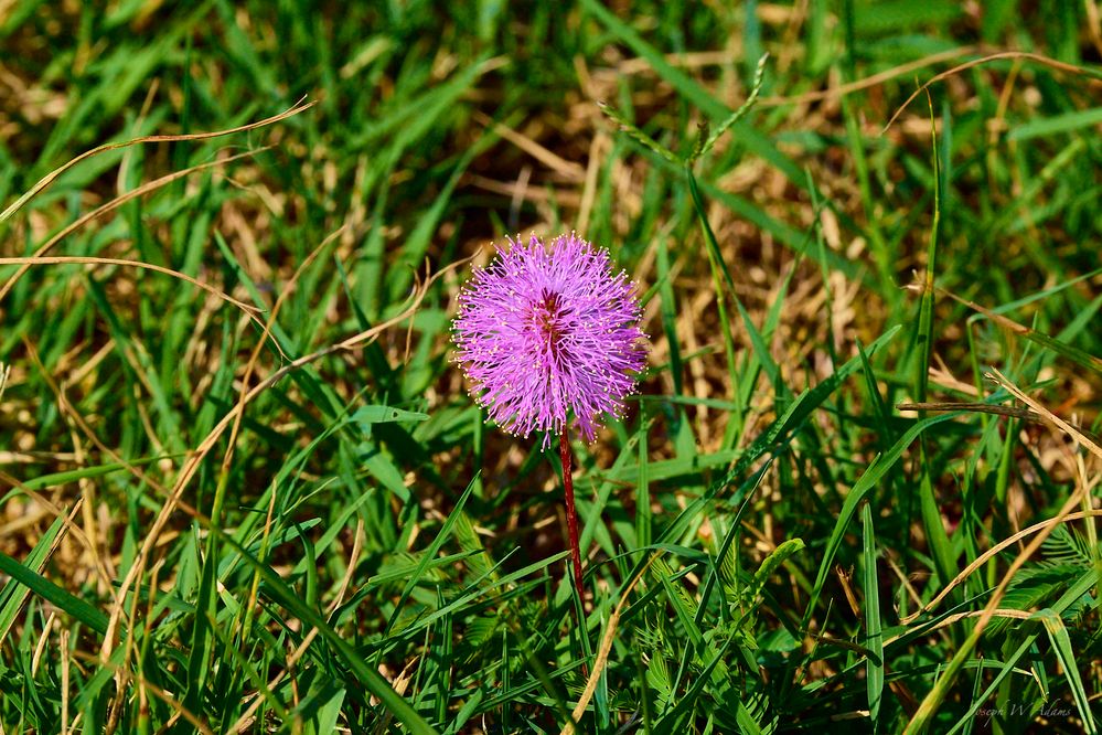 Ball flower