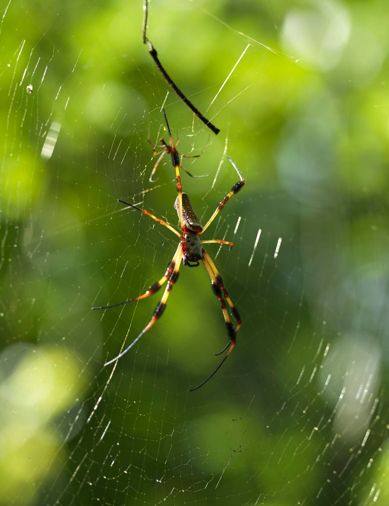 1 1/2 inch spider