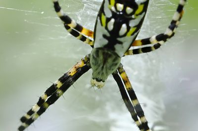 Black and Yellow Garden Spider FACE-1a.JPG