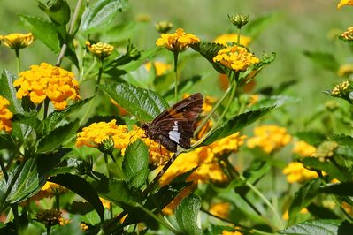 Forum 5D IV 100mm Skipper-1a.JPG