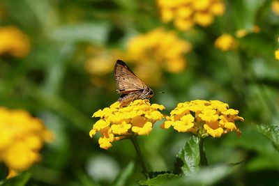 Forum 5D IV 70-200 Skipper-1a.JPG