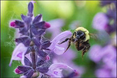 54610_Bumble flight.jpg