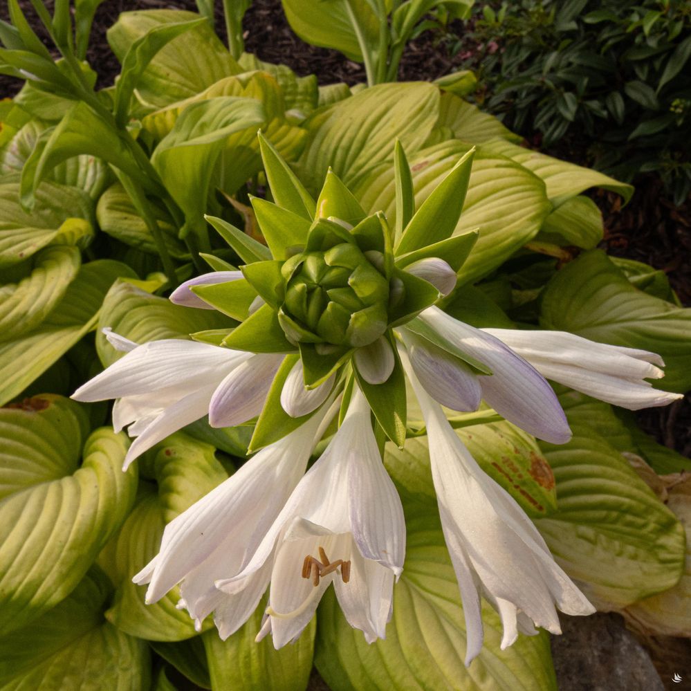 North Carolina-21-min.jpg