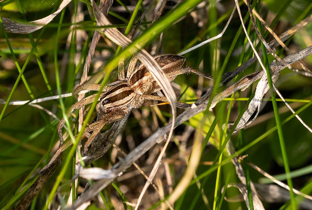 R6 MkII - RF100mm F2.8 L Macro - f10 @1/200 - ISO 500